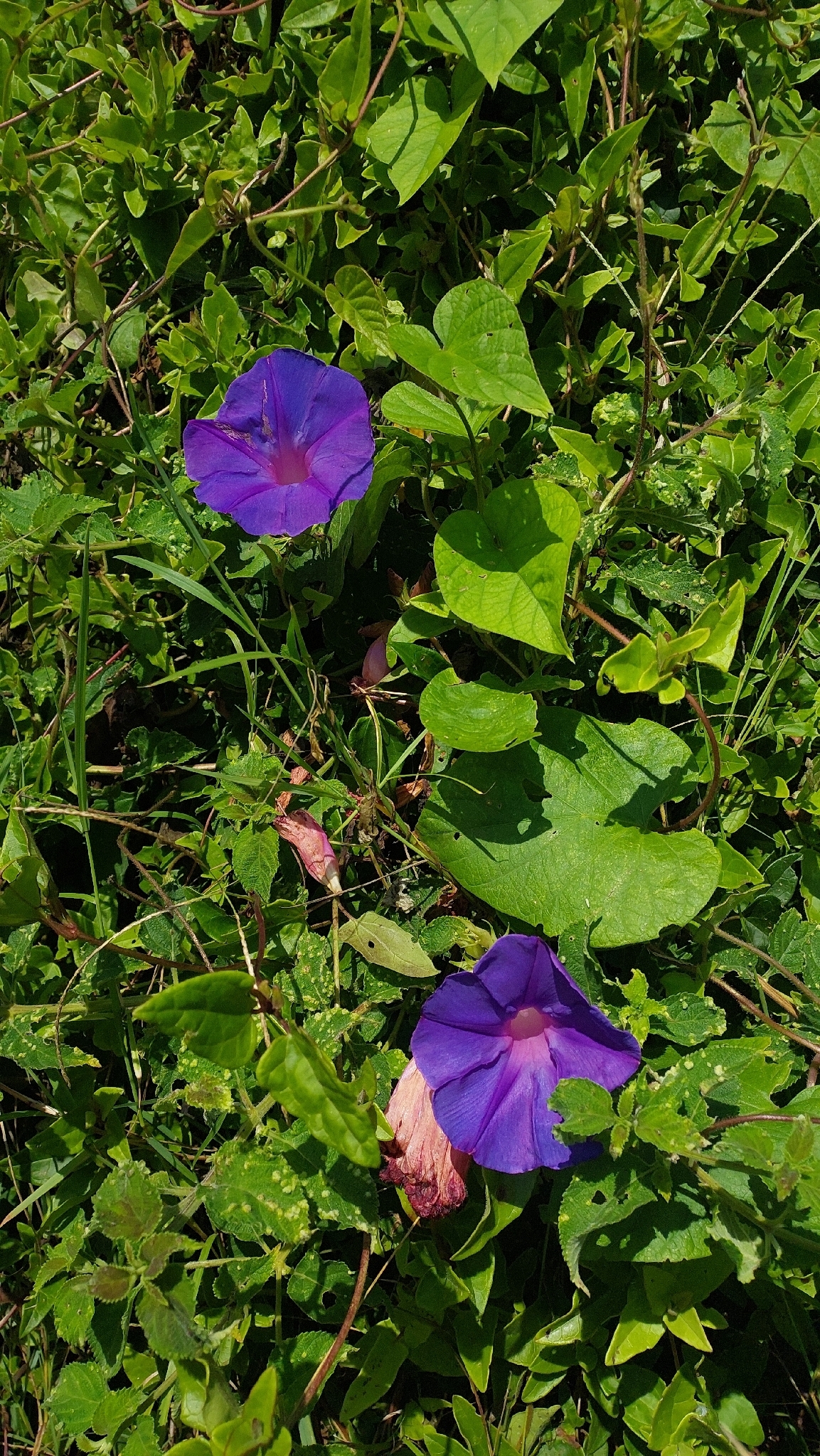 Ipomoea indica