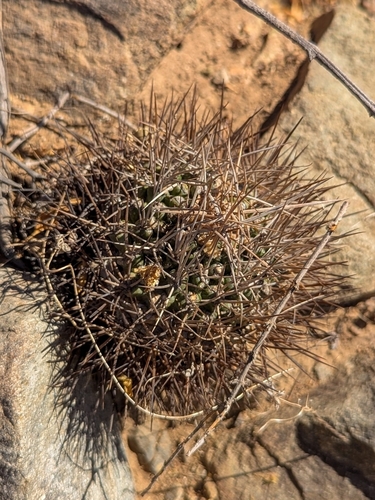 Eriosyce limariensis
