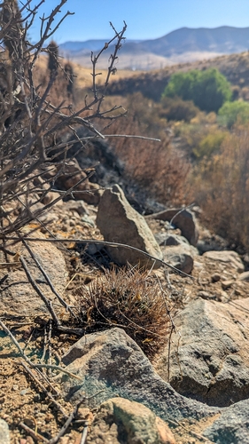 Eriosyce limariensis