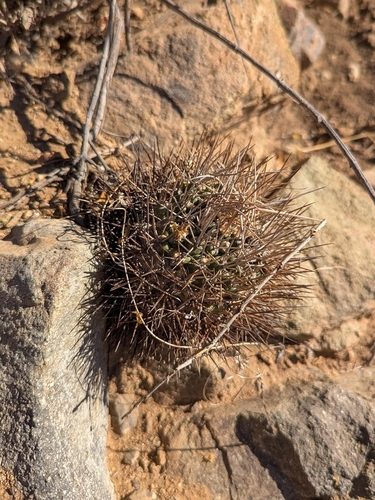Eriosyce limariensis