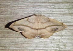 Patalene olyzonaria