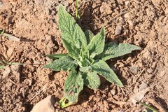 Consoude De Caucase (Symphytum caucasicum)