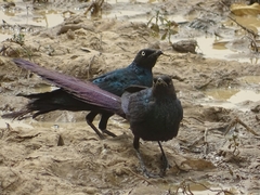 Lamprotornis caudatus