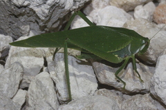 Philophyllia guttulata