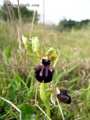 Ophrys sphegodes atrata