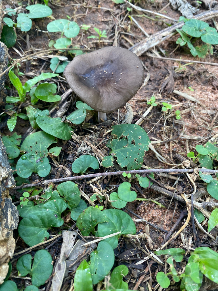Oudemansiella steffenii