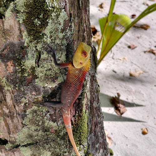 Indian Garden Lizard — seen at this dive site