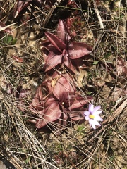 Pinguicula planifolia