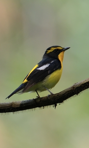 Narcissus Flycatcher