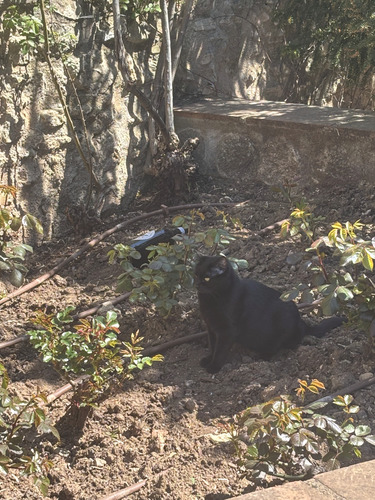 Avistamiento Gato montés (Sierra Nevada)