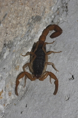 Centruroides ochraceus
