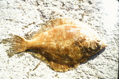 Lepidopsetta bilineata