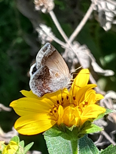 Lantana Scrub-Hairstreak