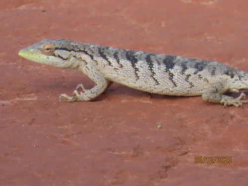 Brazilian Monkey Lizard