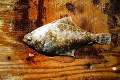 Citharichthys sordidus