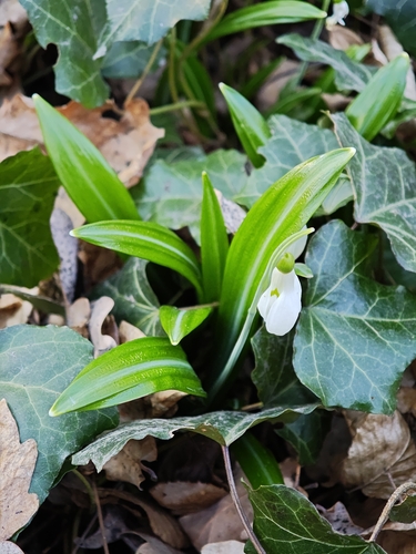 Galanthus plicatus, photograph 5