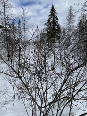 Viburnum cassinoides