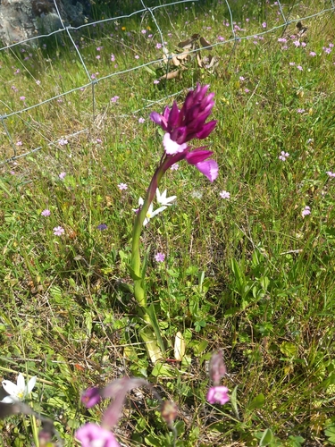 Pink-butterfly Orchid