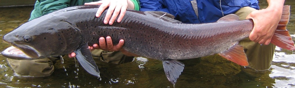 Siberian Taimen