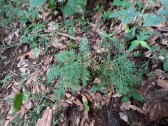 Selaginella harrisii