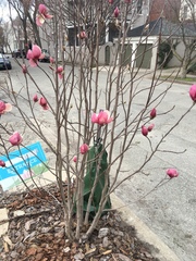 Magnolia × soulangeana