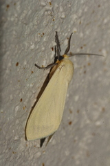 Pareuchaetes insulata