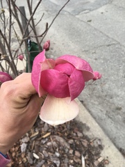 Magnolia × soulangeana