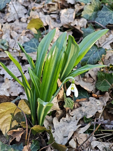 Galanthus plicatus, photograph 3