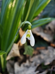 Galanthus plicatus, photograph (c) Igor Balashov, some rights reserved (CC BY)