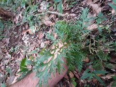Selaginella harrisii