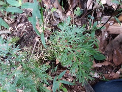 Selaginella harrisii