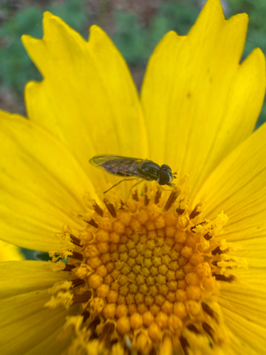 Unknown species found near Piping Rock Ln, Houston, TX, US