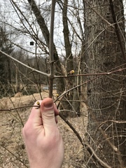 Cornus mas