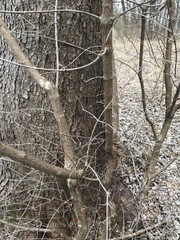 Cornus mas