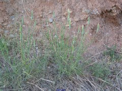 Tragopogon angustifolius