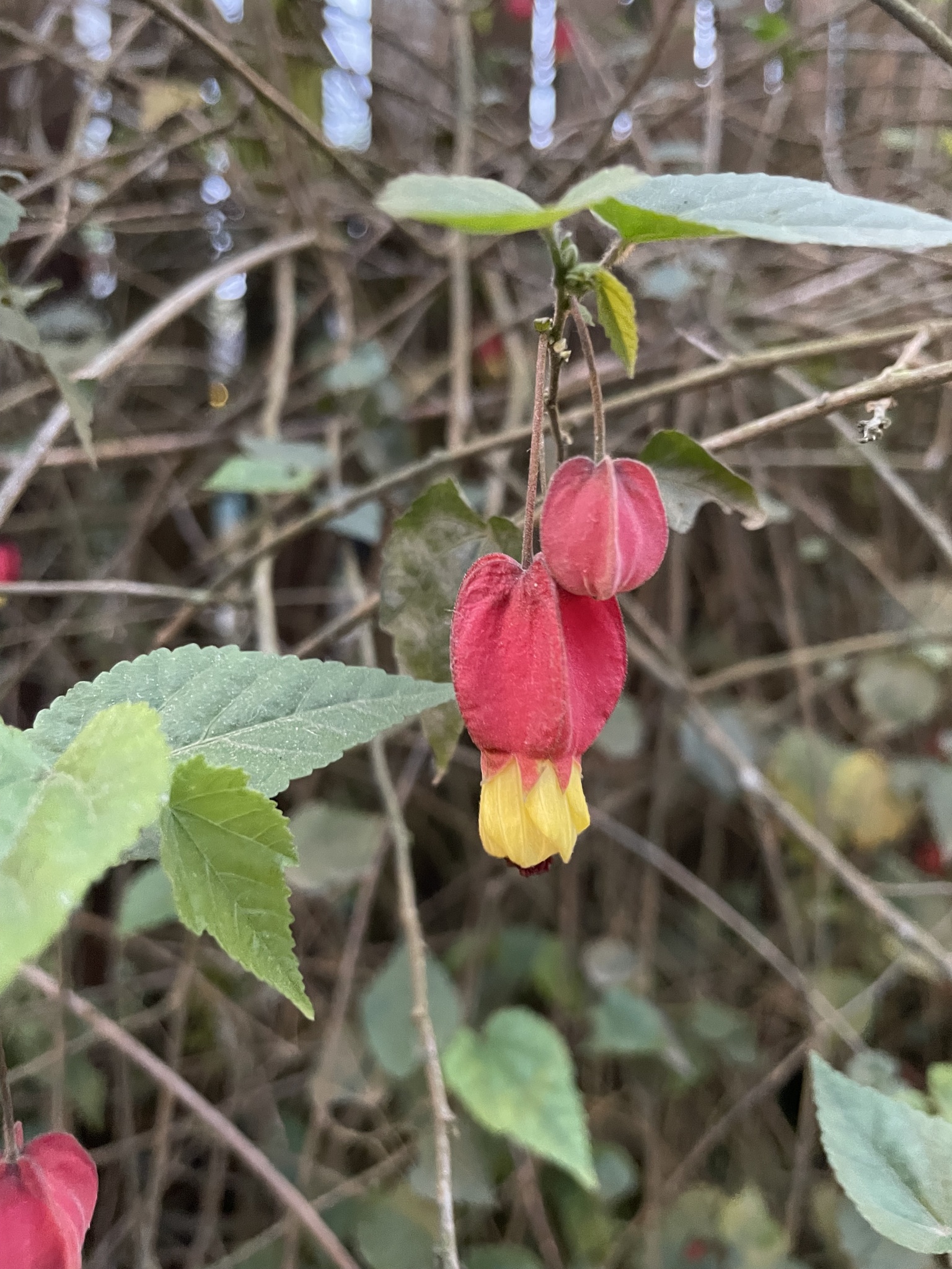 Callianthe megapotamica (Callianthe megapotamica)