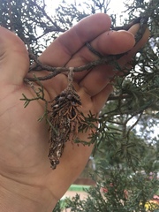 Thyridopteryx ephemeraeformis