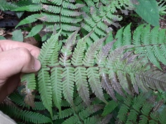 Amauropelta oligocarpa