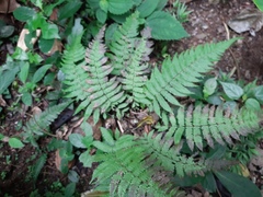 Amauropelta oligocarpa