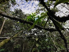 Pleopeltis crassinervata