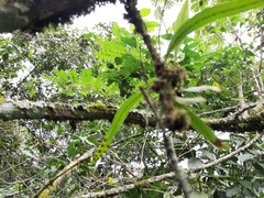 Pleopeltis crassinervata