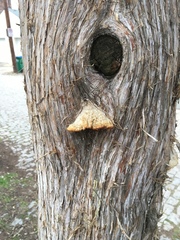 Agaricomycetes