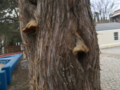 Agaricomycetes