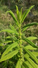 Salvia madrigalii