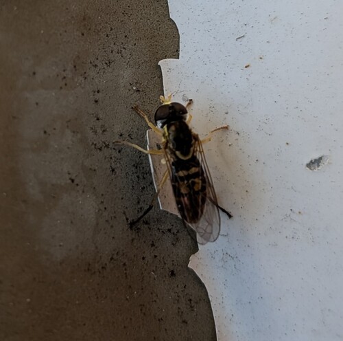 Unknown species found near Lakeside, CA, USA