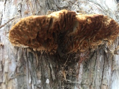 Agaricomycetes