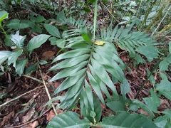 Chamaedorea radicalis