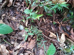 Chamaedorea radicalis