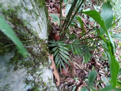 Chamaedorea radicalis