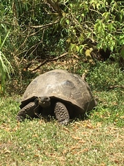 Chelonoidis niger porteri